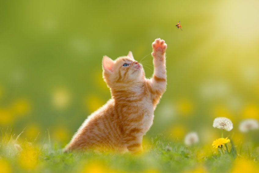 kot próbuje złapać motyla
