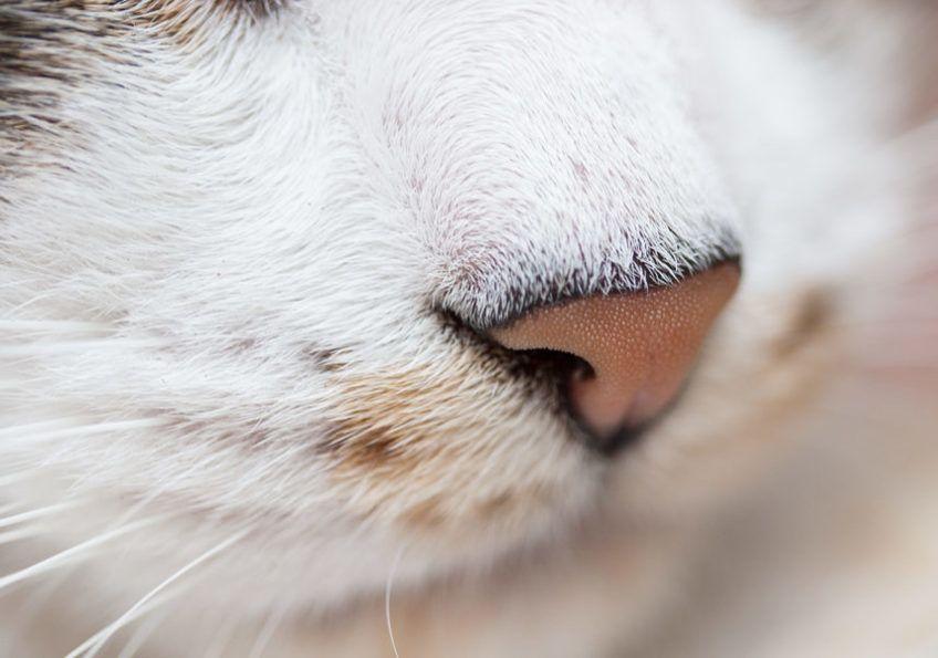 Zdjęcia kociego nosa z bliska