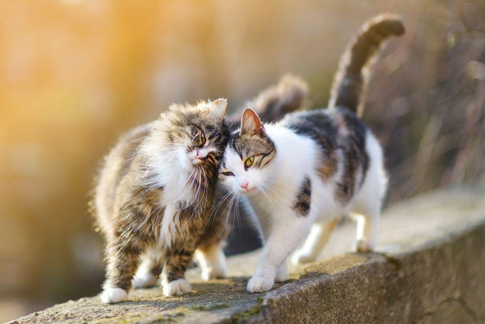 zwierzęce przyjaźnie kot i kot