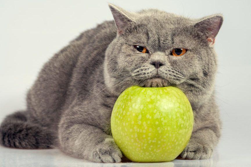 zmęczony kot brytyjski leży na jabłku