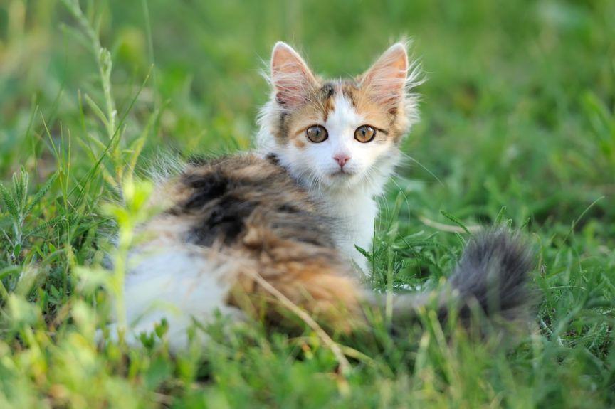 trójkolorowa kotka na trawie