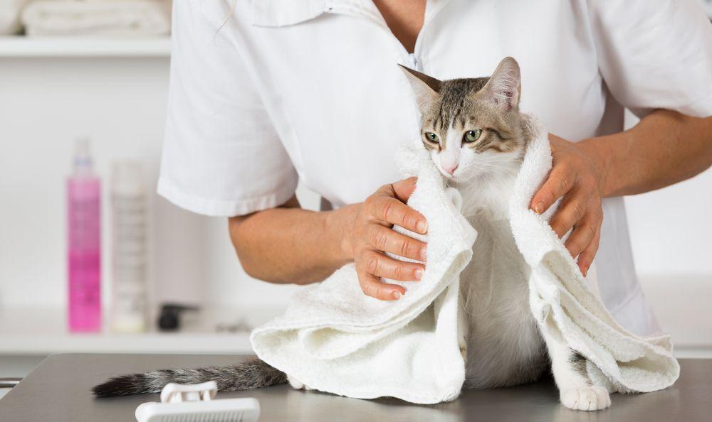 kot w ręczniku