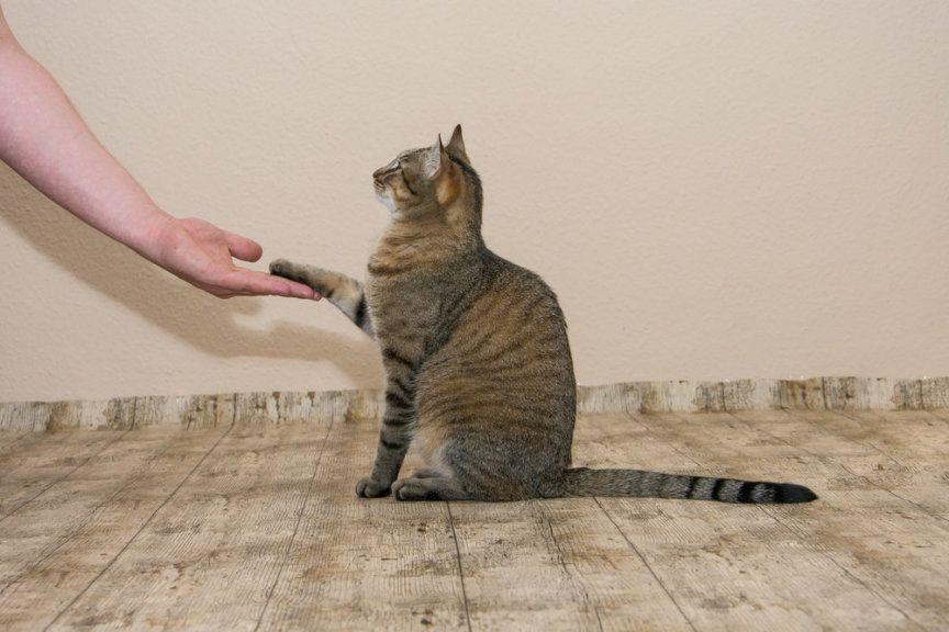 szkolenie kota