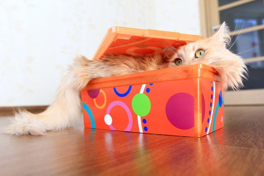 kot leży w pudełku