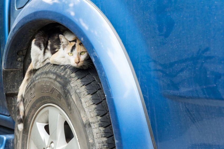 kot chowa się pod autem