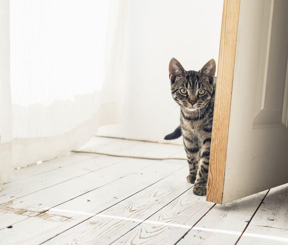 kot w drzwiach