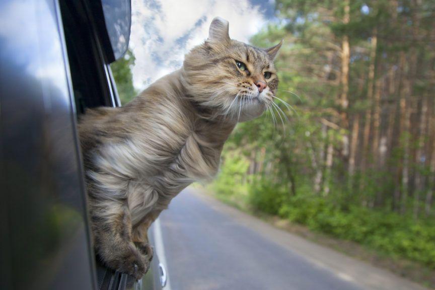 Kot wychyla się z okna podczas podróży