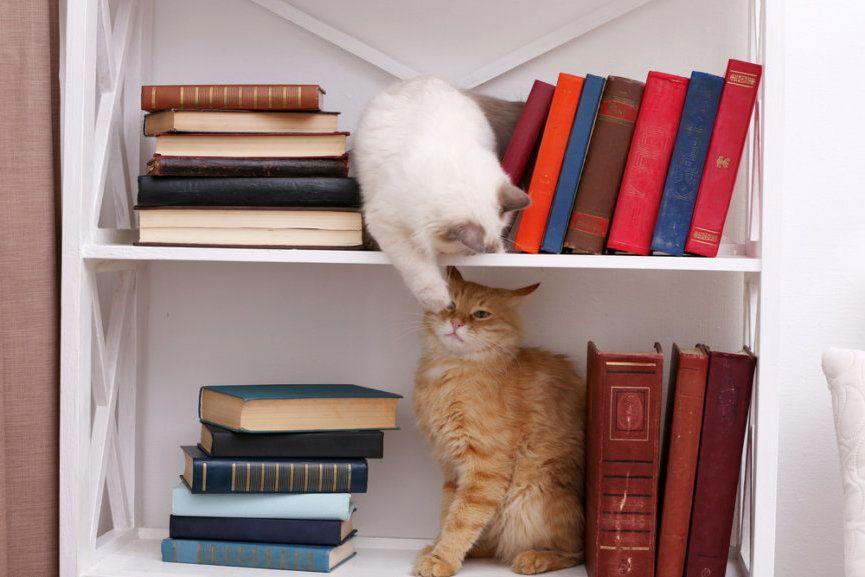 Dlaczego koty lubią wysokie miejsca