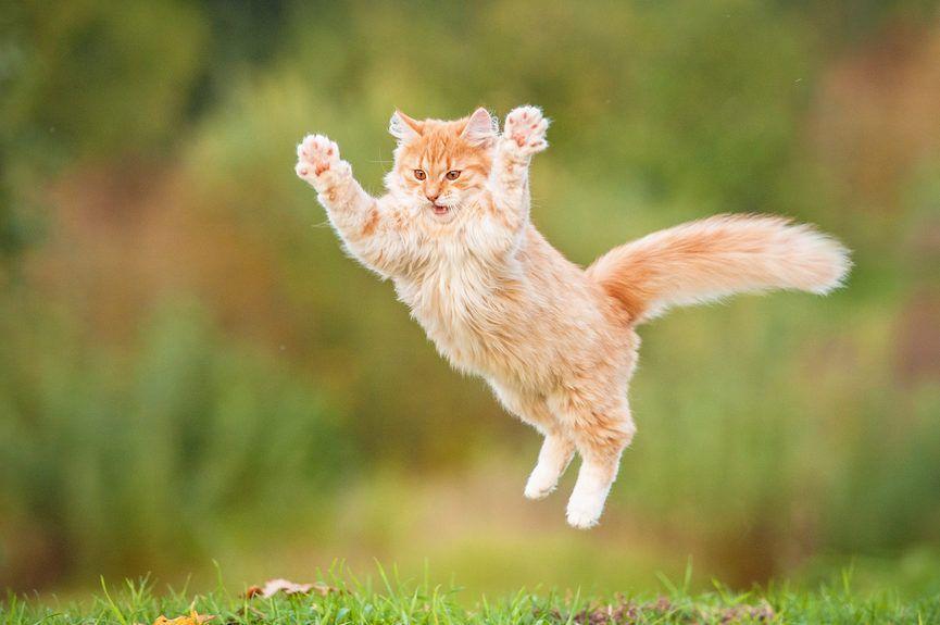 skaczący rudy kot