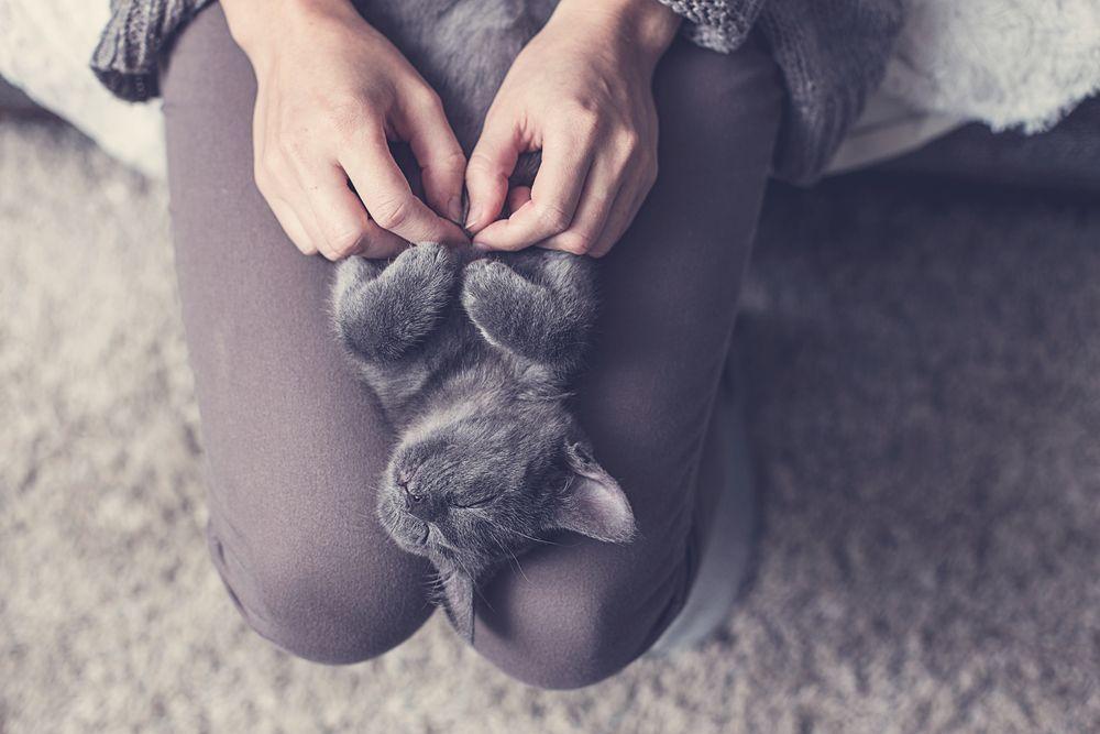 Kot na kolanach, miejsce odpoczynku