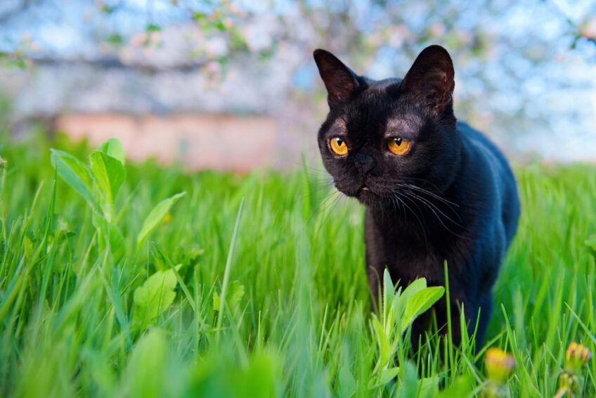 czarne rasy kotów