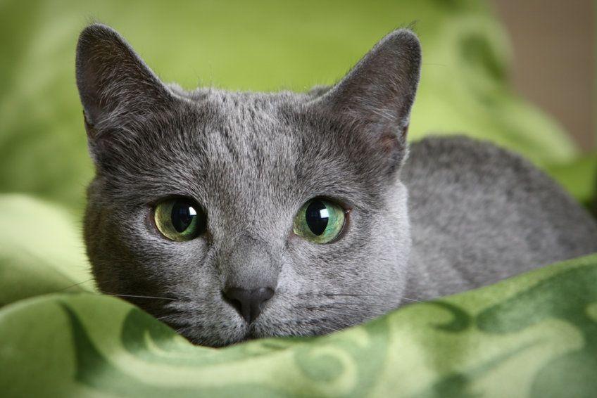 zielone oczy kota rosyjskiego