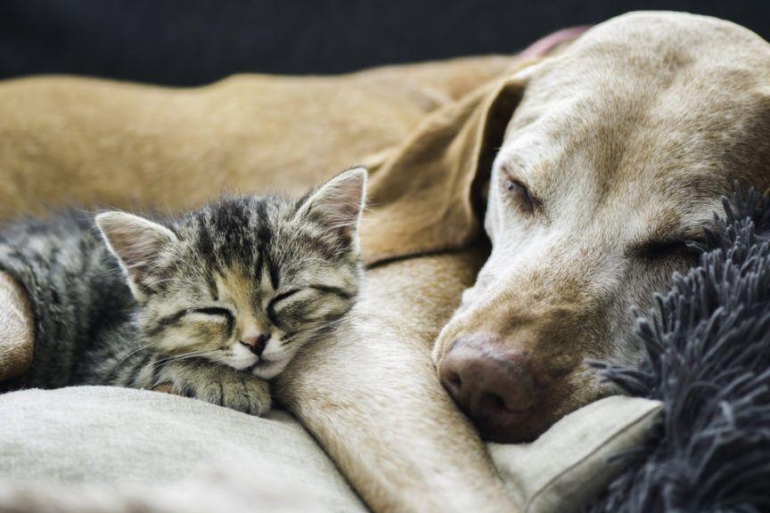Pies i kot śpią razem na kanapie