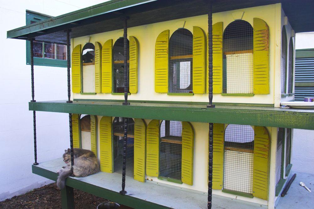 domek dla kotów Key West