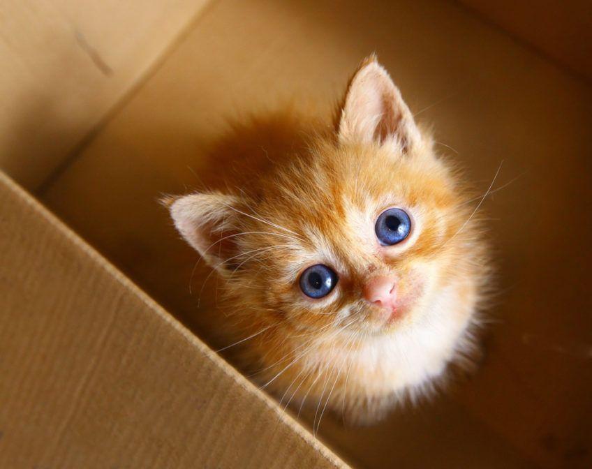 kot z niebieskimi oczami w pudełku