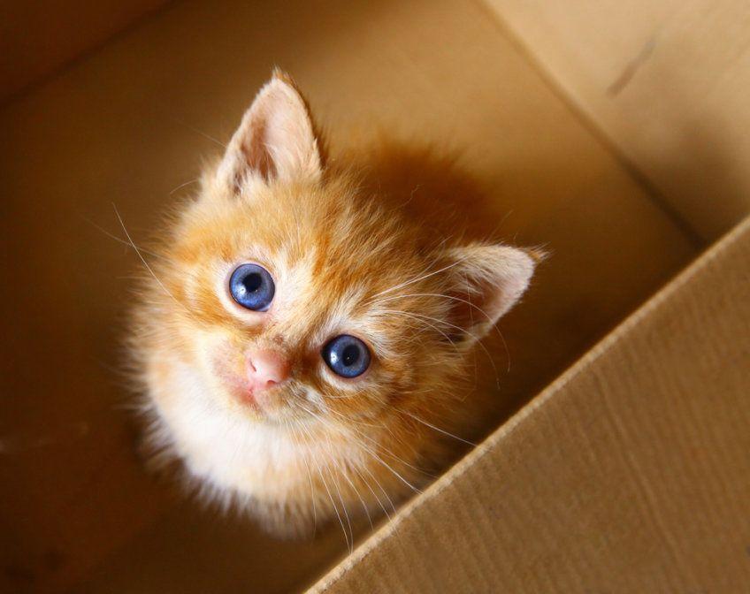 mały kotek w kartonie