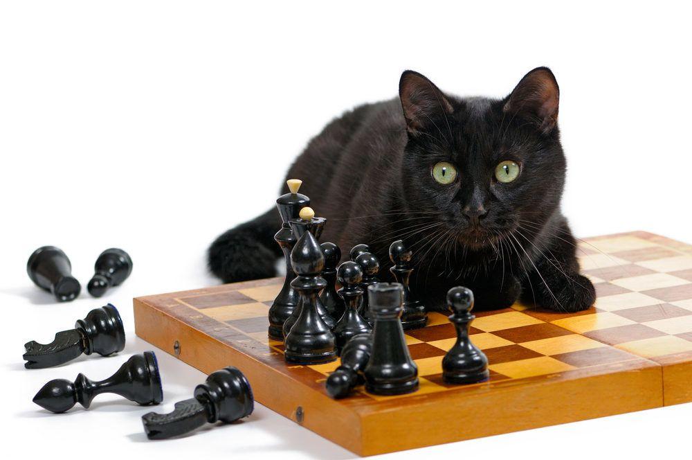 piękny umysł kot gra w szachy