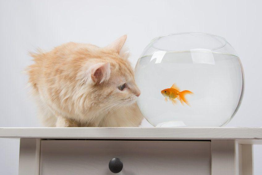 Kot patrzy na rybkę