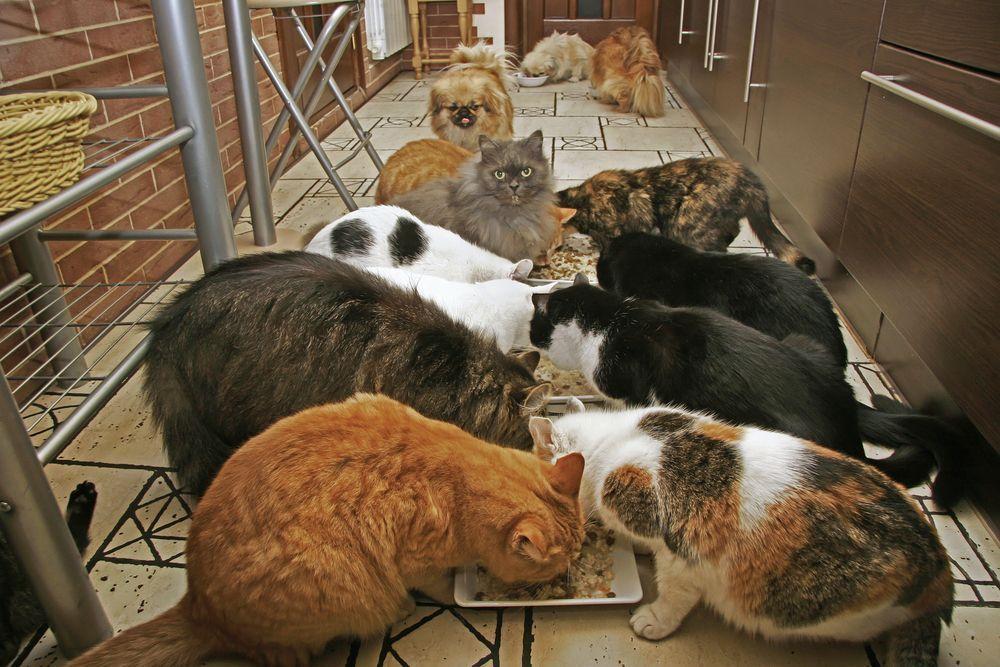 koty w schronisku jedzą posiłek