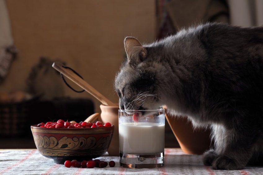Kot pije mleko ze szklanki