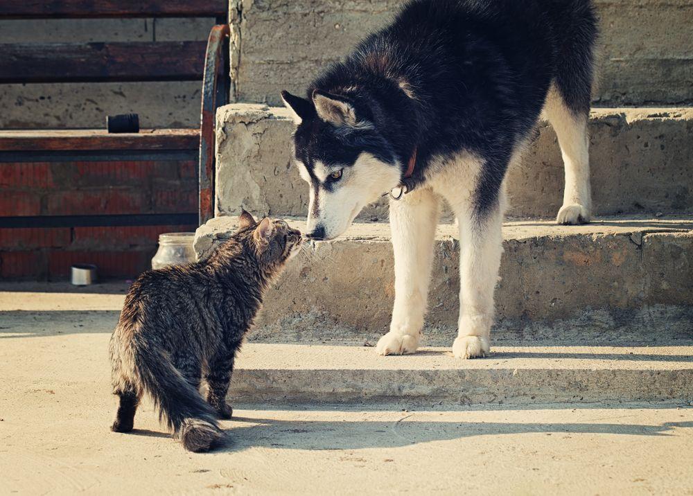 pies i kot obwąchują się