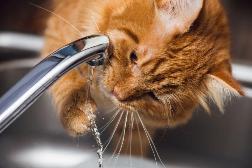 Kot pije wodę z kranu