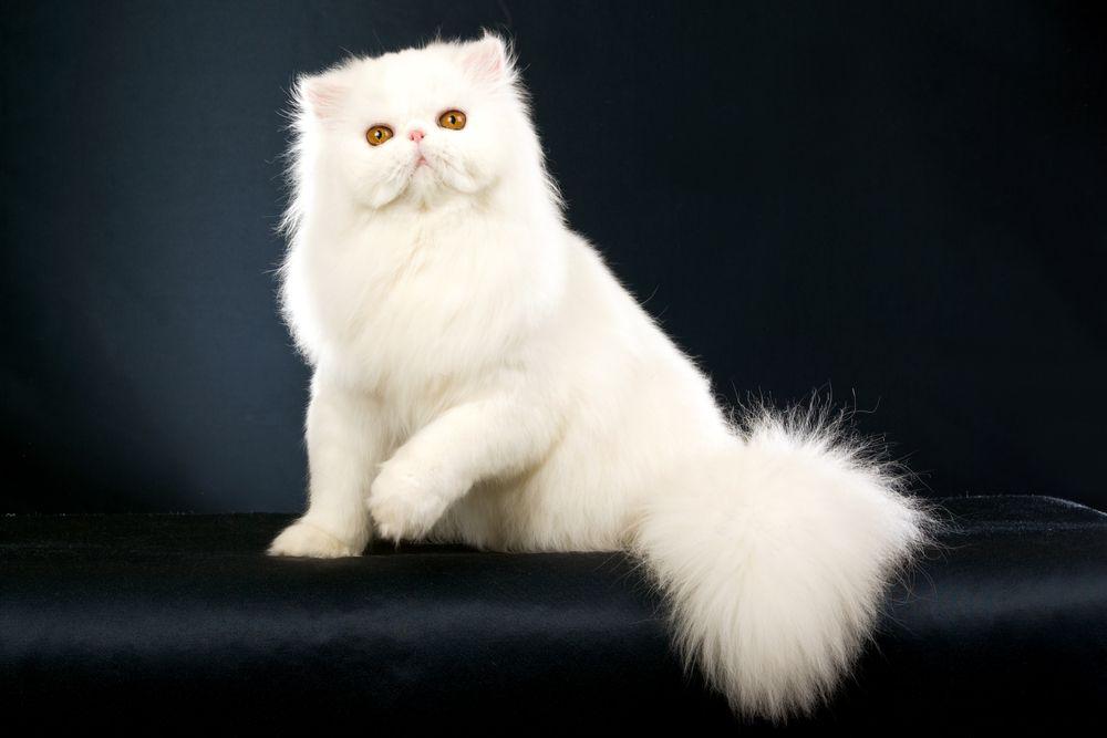 kot perski biały