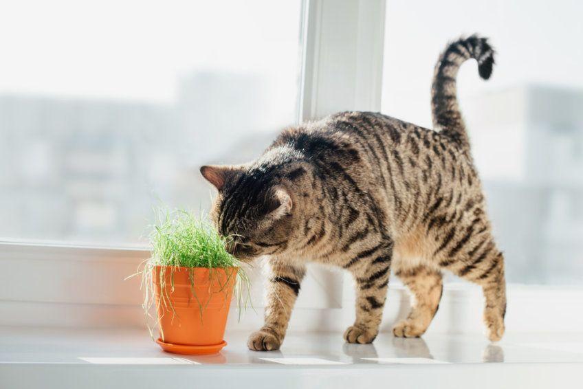 Kot wącha doniczkową roślinę