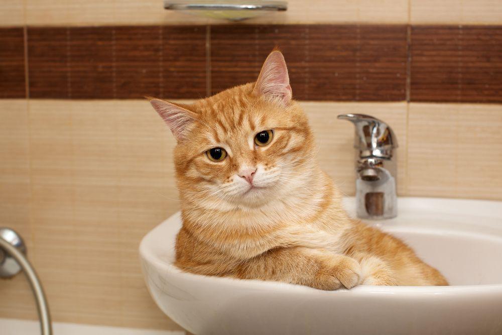 kot w umywalce