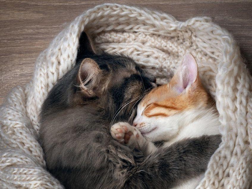 przytulające się kotki