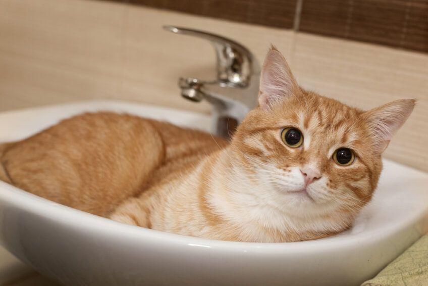 dlaczego kot śpi w umywalce