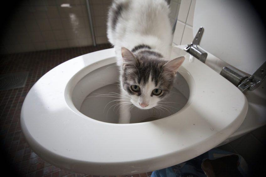 Kot wchodzi do toalety