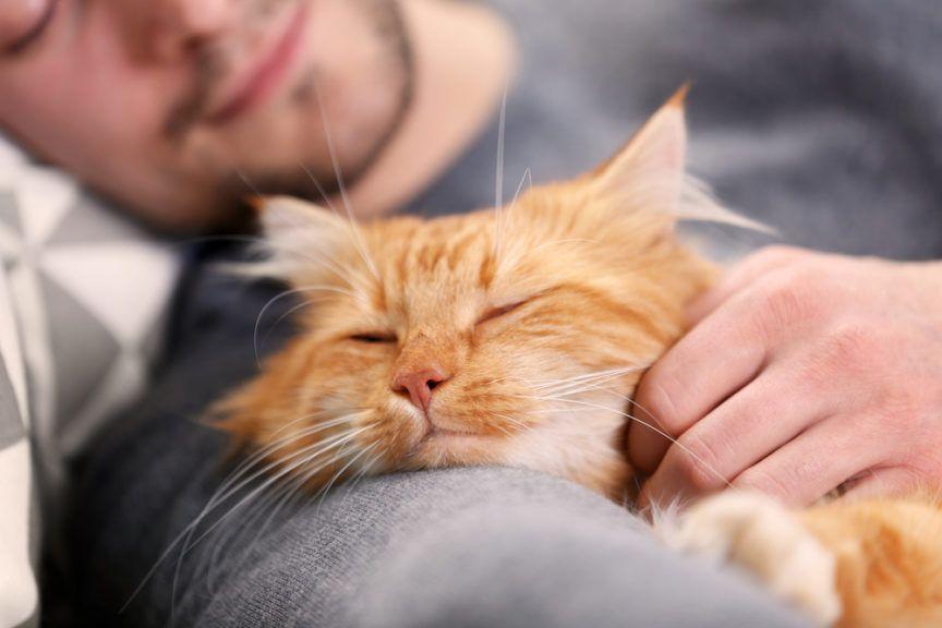 masaż relaksacyjny kota