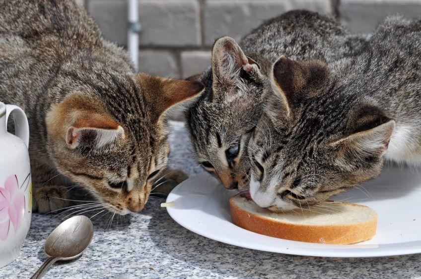 Dlaczego koty liżą masło