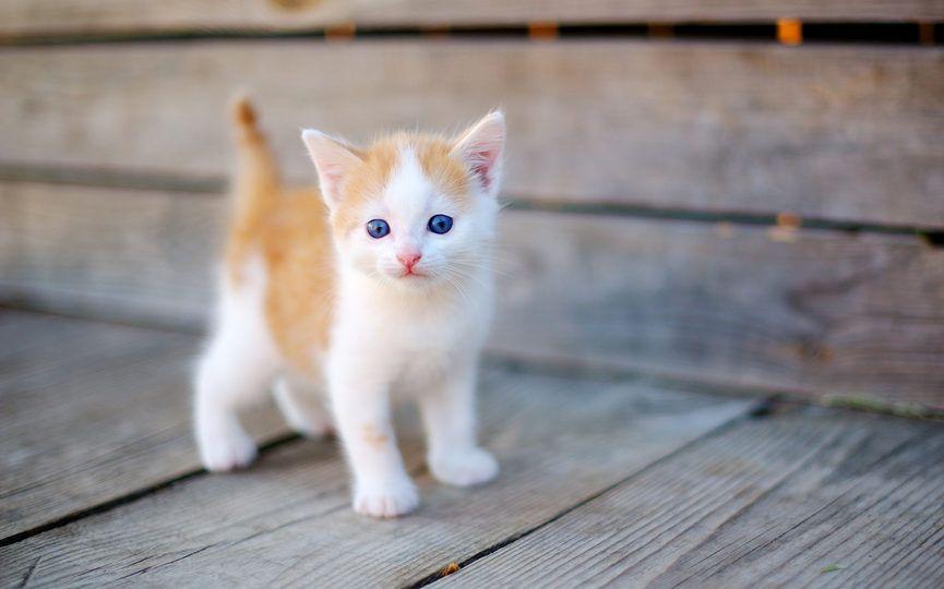 biało-rudy mały kotek z uniesionym ogonem