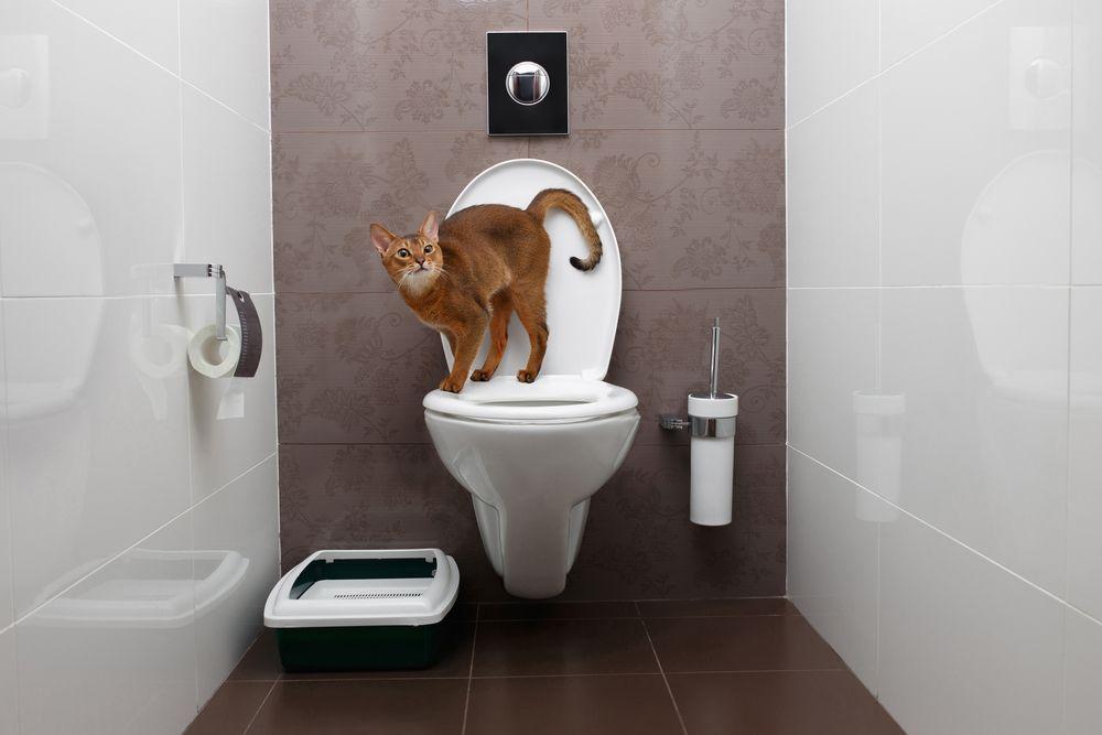kot uczy się załatwiać do ludzkiej toalety