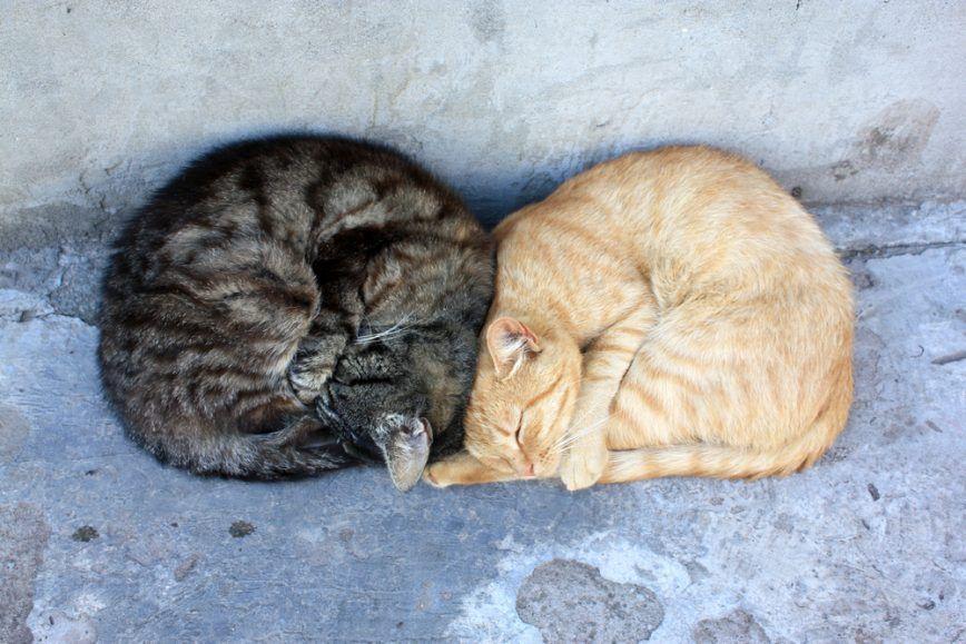 dwa śpiące koty zwinięte w kłębek