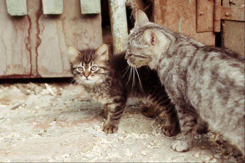 Bezdomne dwa kotki przed opuszczonym domem