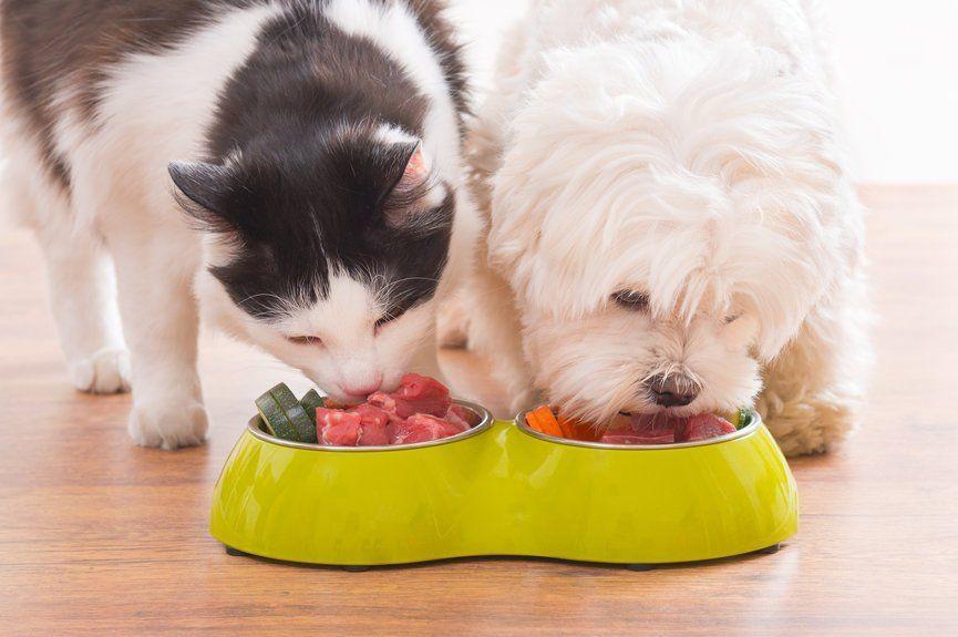 czy koty mogą jeść psią karmę