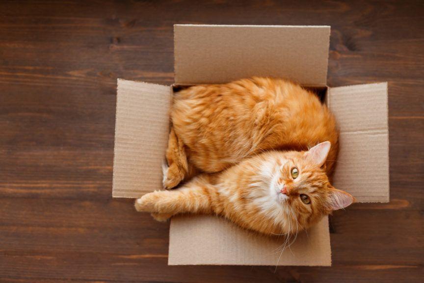 koty kochają pudełka