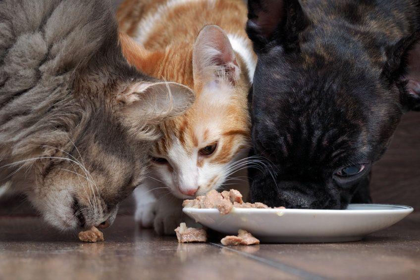 dwa koty jedzą razem z psem