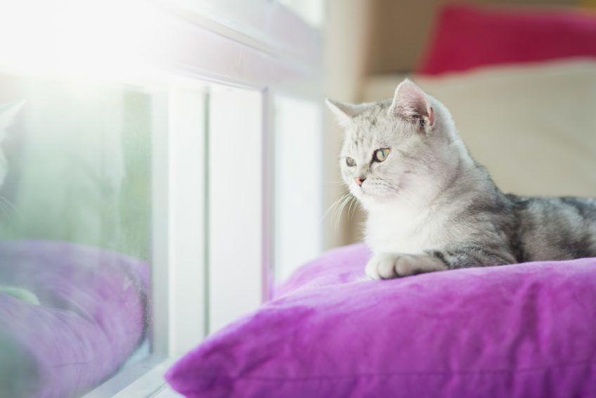 Kot leży na poduszce i spogląda przez okno