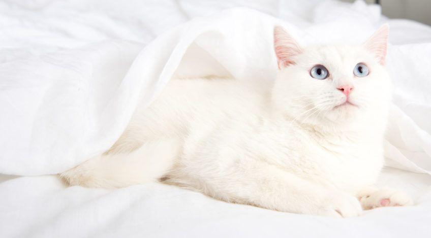 biały kot leży na łóżku