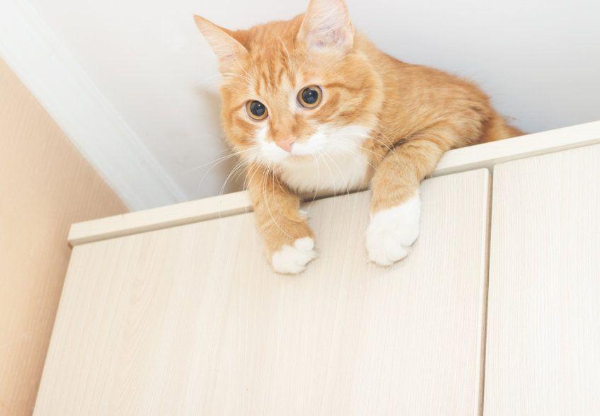 rudy kot na szafie