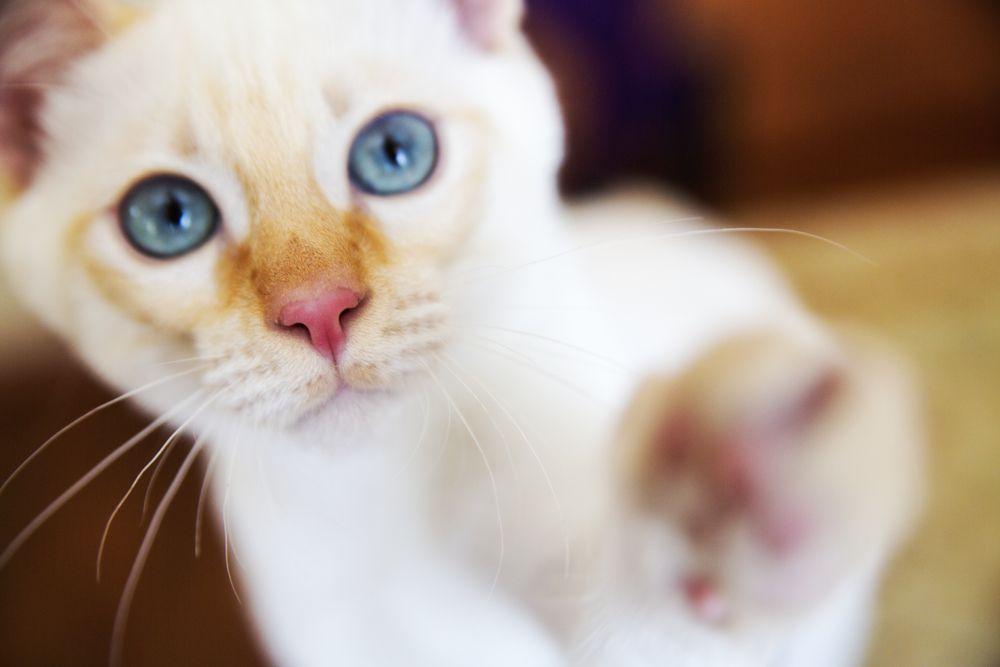 portret kota z niebieskimi oczami