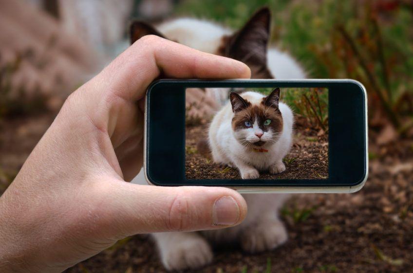 Człowiek robi kotu zdjęcie swoim telefonem