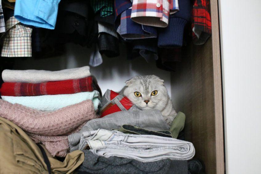 kot szkocki zwisłouchy w szafie
