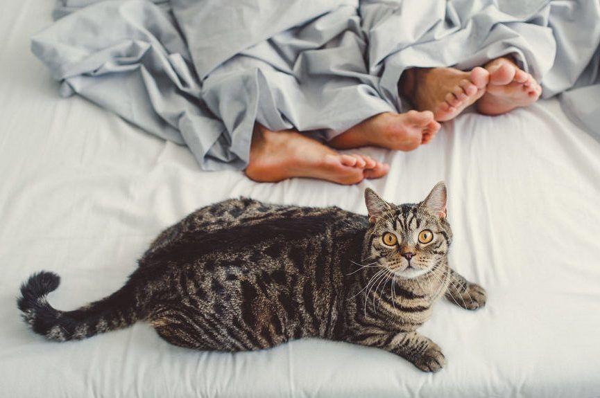 Kot leży na łóżku obok ludzkich stóp