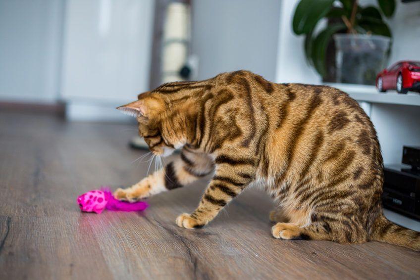 Kot Bengalski bawi się swoją zabawką
