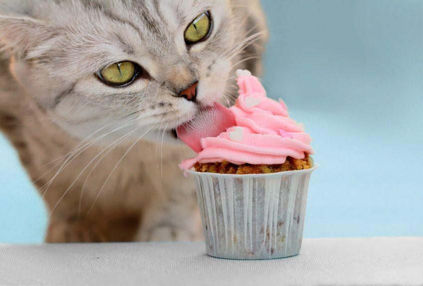 kot je słodką babeczkę